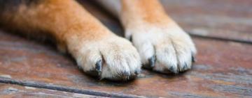 Вдарив ногою безпритульне цуценя з такою силою, що воно відлетіло на кілька метрів: поліцейські оголосили про підозру кривднику тварини